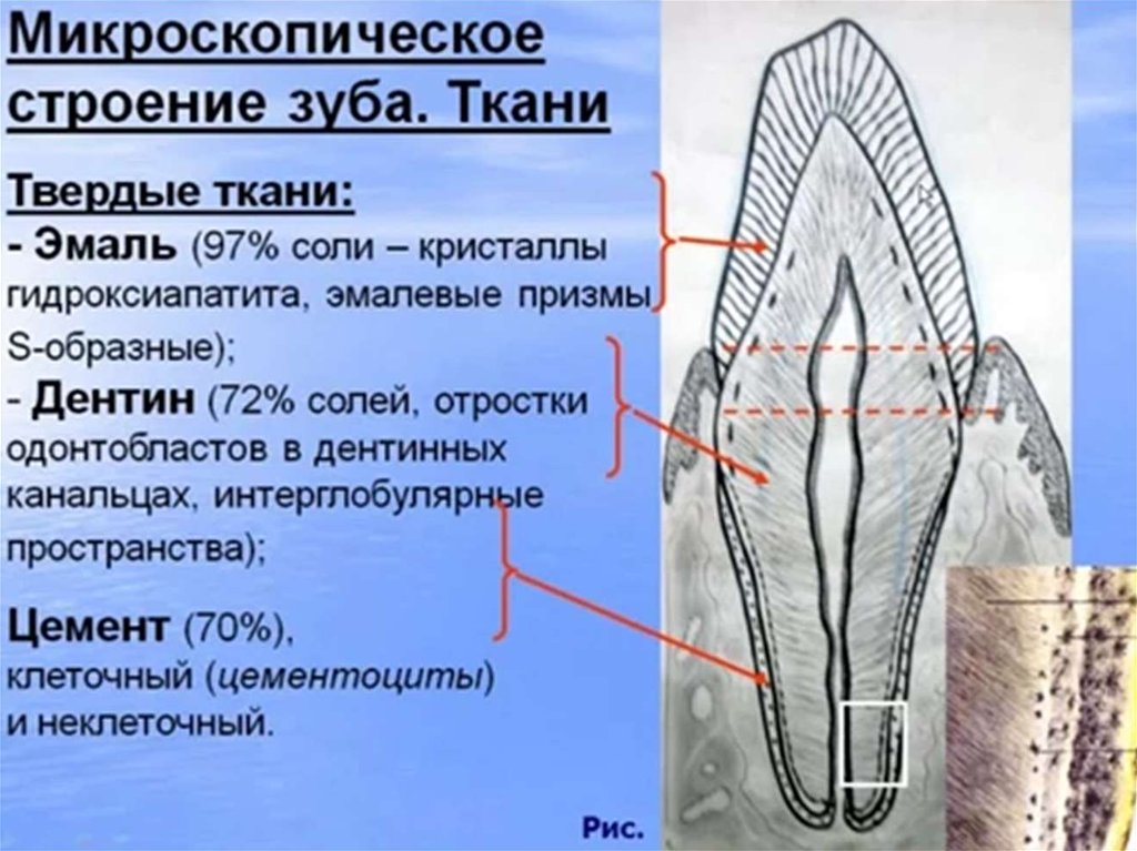 В чем особенность строения дентина какую функцию. Строение твердых тканей зубов. Анатомия и строение тканей зуба.