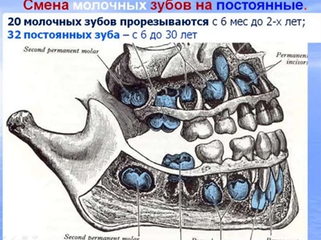 Какими зубами сменяются молочные зубы. Молочные и коренные зубы у детей схема.