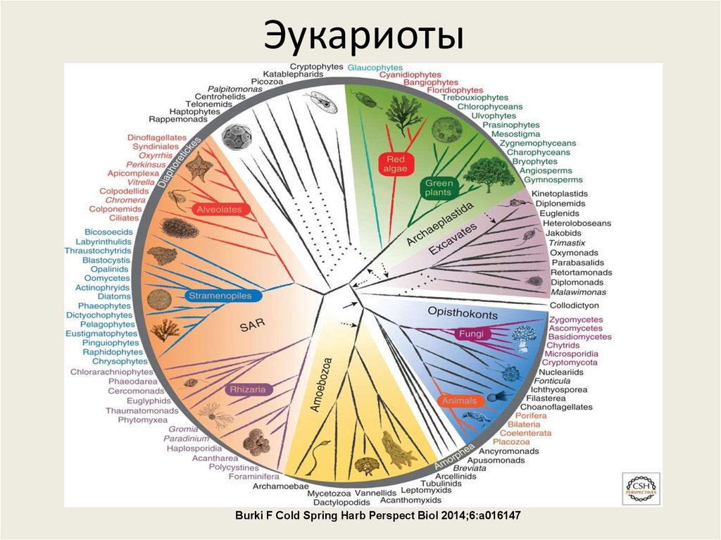 Классификация растений эукариоты