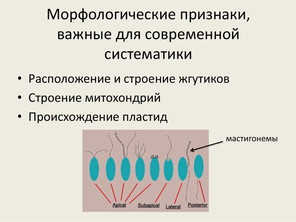 Морфологические признаки зеленые. Современная Биосистематика. Морфологические особенности нейроглиацитов. Биосистематика.