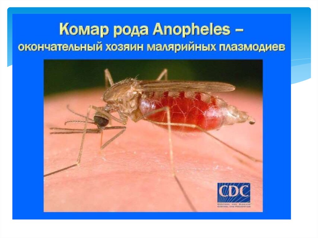 Можно ли считать человека окончательным хозяином малярийного. Самки комаров рода Anopheles. Переносчик малярии комар из рода анофелес. Анофелес малярийный. Комар рода Anopheles переносчик.