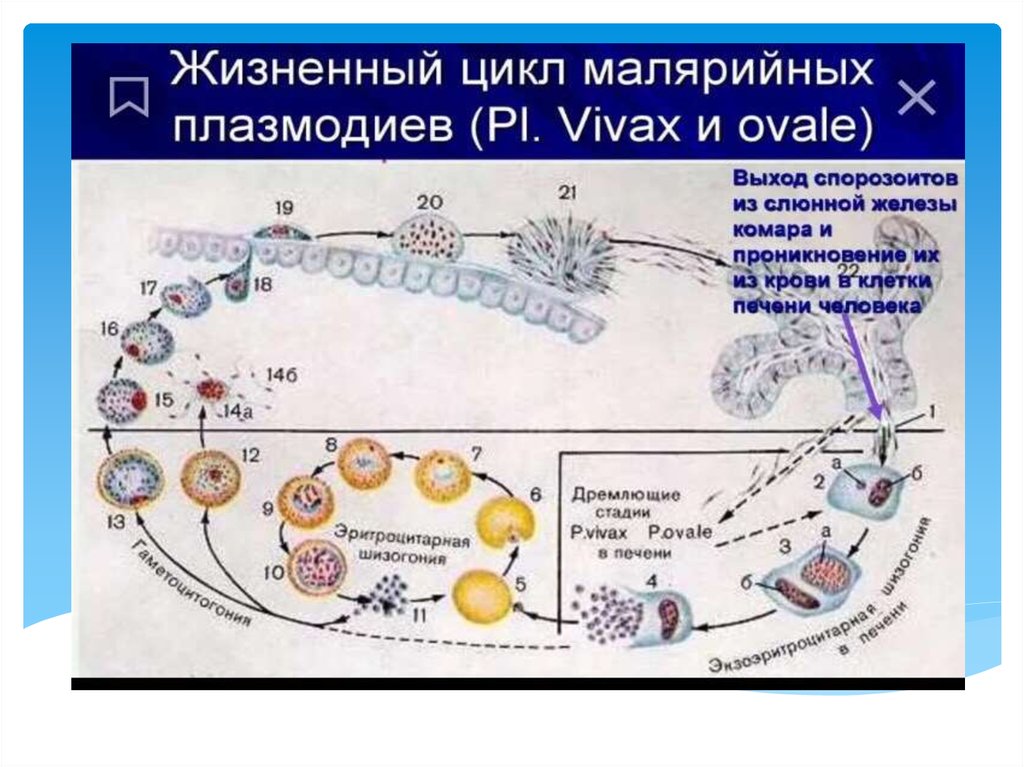 Жизненный цикл плазмодия