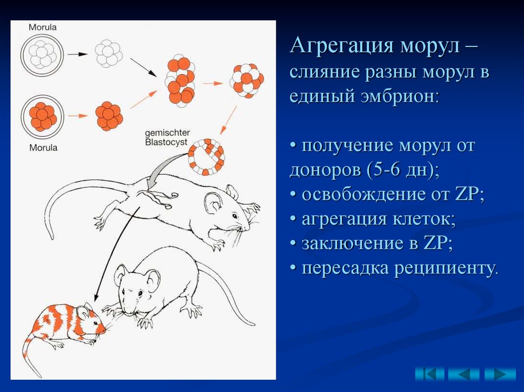 Агрегация это. Клеточная инженерия слияние эмбрионов получение химер.