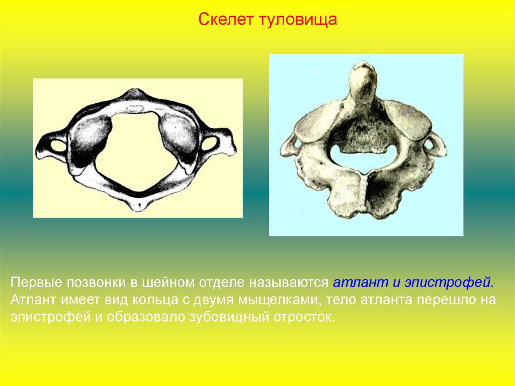 Первые позвонки. Атлант позвонок Атлант эпистрофей. Шейные позвонки Атлант и эпистрофей. Шейный отдел кости Атлант и эпистрофей. Первый позвонок шейного отдела Атлант.