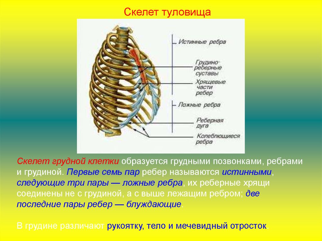 Туловище состоит из. Скелет туловища грудная клетка. Скелет туловища образован позвонками рёбрами грудной. Скелет туловища позвонки ребра Грудина. Строение грудной клетки истинные ложные ребра.