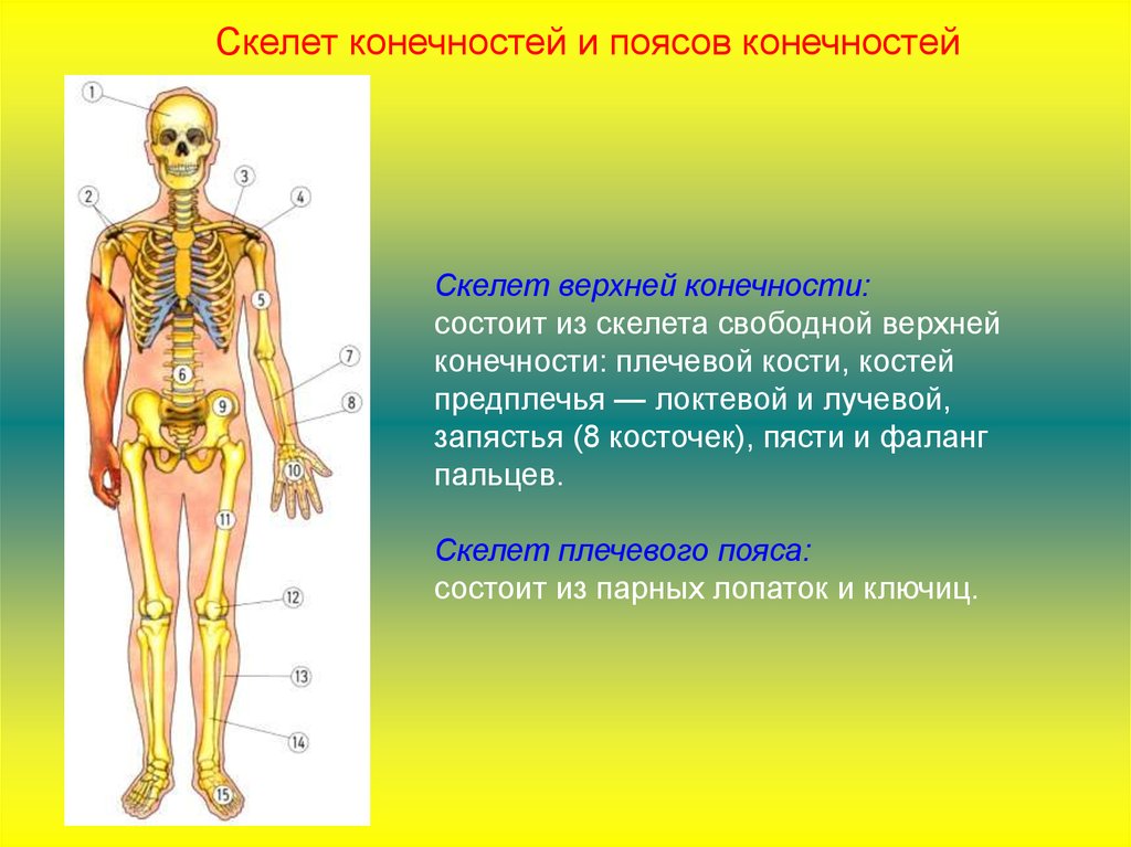 В связи с прямохождением у человека. Скелет свободной нижней конечности состоит. Скелет поясов конечностей. Опорно двигательная система состоит из.