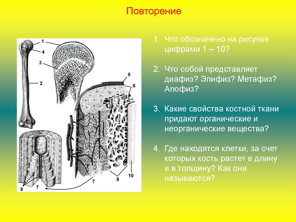 Какими цифрами обозначены изображения костной ткани