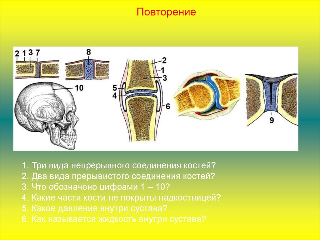 Непрерывные соединения костей. Три вида непрерывных соединений костей. Прерывистые соединения костей. 3 Вида соединения костей. 3 Типа соединения костей.