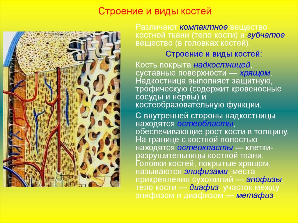 Кость какая ткань. Надкостница компактное вещество губчатое вещество. Строение костей компактное вещество губчатое вещество надкостница. Костная ткань компактное вещество губчатое вещество. Кость надкостница компактное вещество.