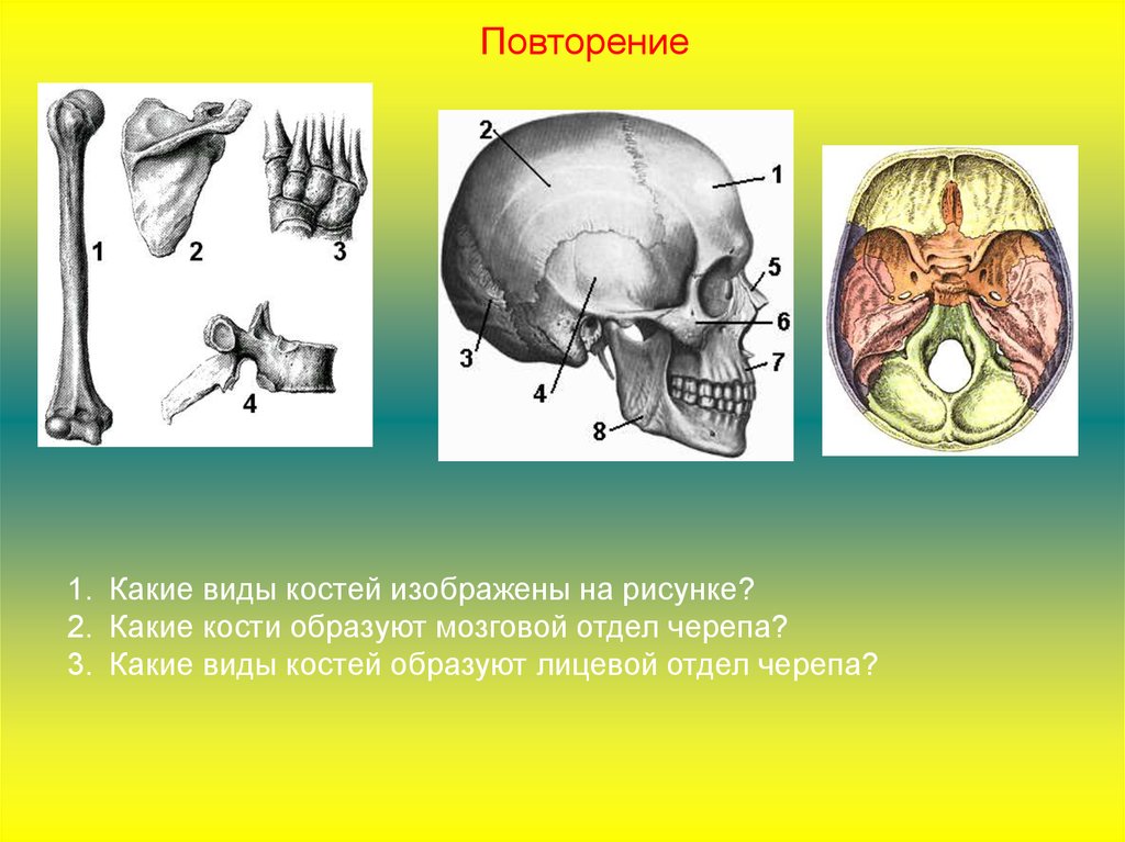 Какая кость изображена на рисунке. Лицевой отдел черепа образован костями. К лицевому отделу черепа относятся. Череп опорные кости. К Мозговому отделу черепа относятся кости.