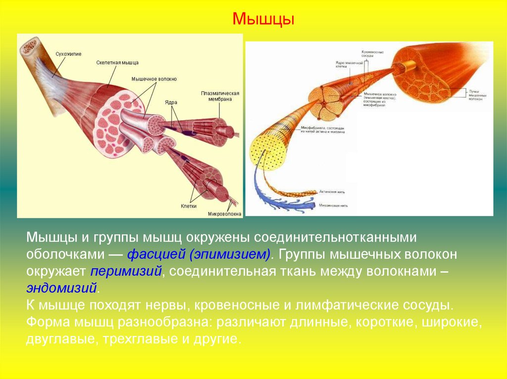 Эндомизий перимизий эпимизий. Строение скелетной мышцы. Соединительнотканная оболочка мышечного волокна. Соединительнотканная оболочка мышечного волокна. Соединительнотканная оболочка мышцы.