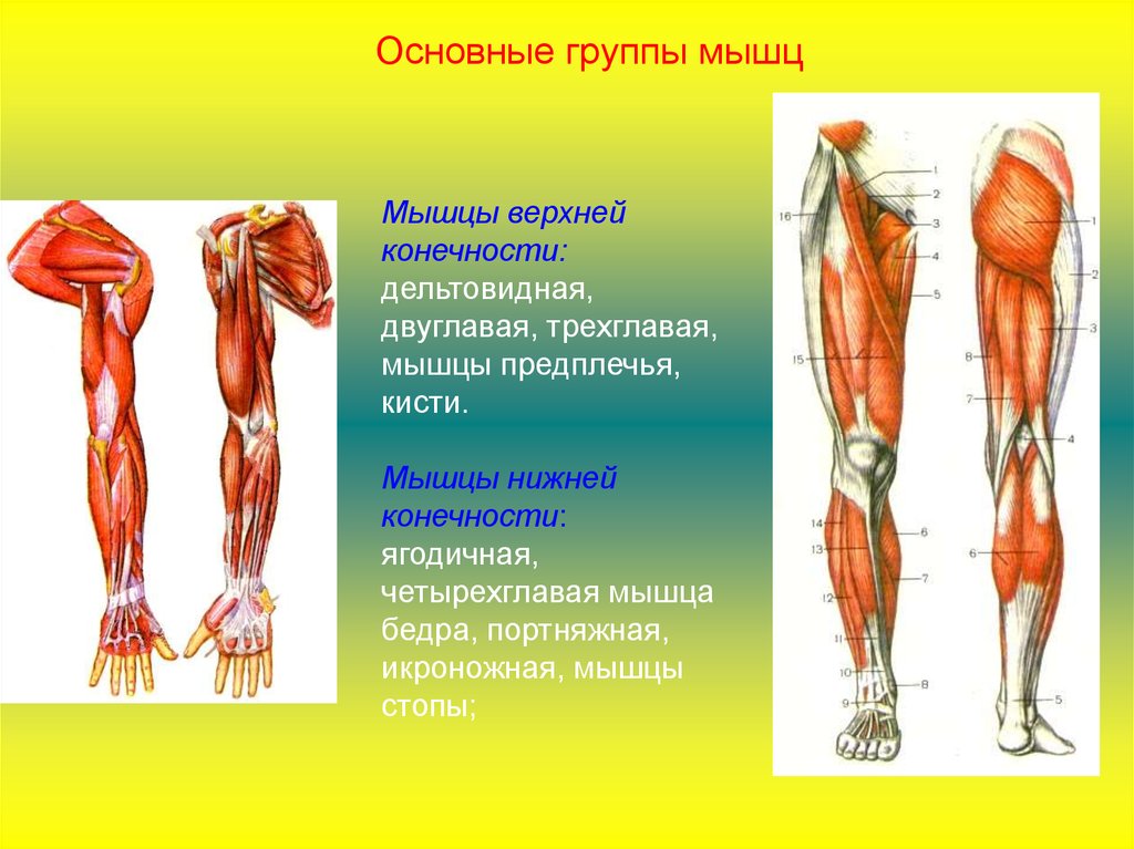 Мышцы верхних конечностей мышцы верхней конечности. Мышцы верхней конечности трехглавая. Дельтовидная мышца верхней конечности. Трехглавая мышца нижней конечности. Мышцы человека трехглавая нижних конечностей.