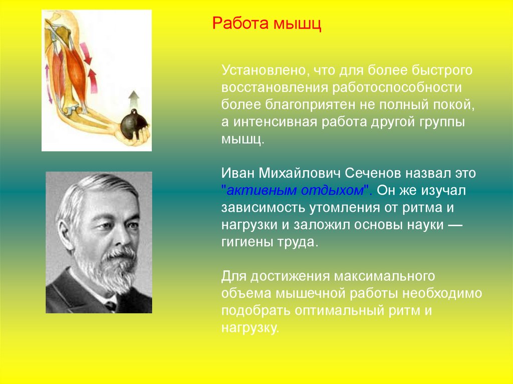 Сеченов утомление. Сеченов работа мышц. Сеченов утомление мышц. Теория активного отдыха по Сеченову.