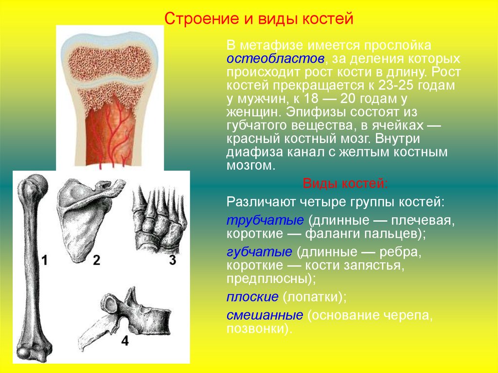 Питание кости обеспечивает. Метафизы эпифизы кость роскости. Строение и рост кости. Рост костей. Рост кости анатомия.