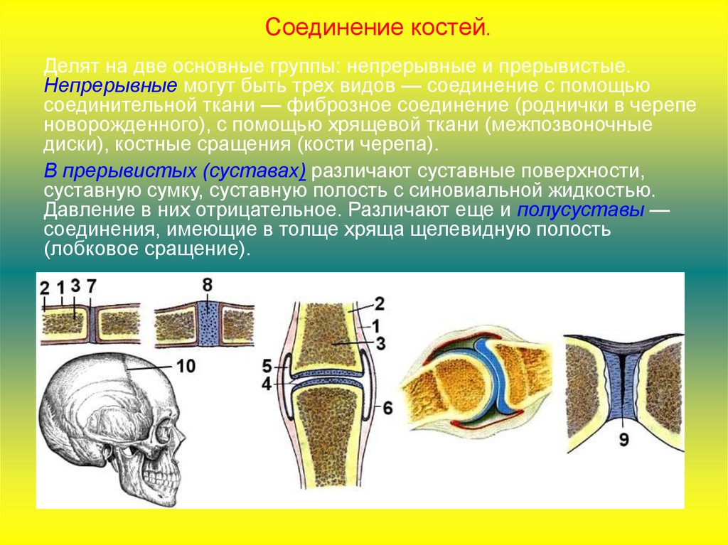 Непрерывные соединения костей. Основные типы соединения костей. Непрерывные фиброзные соединения. Соединения костей подразделяют на две основные группы.