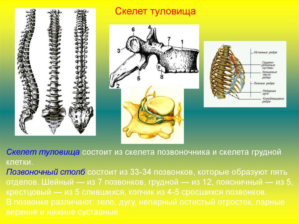 Скелет туловища состоит из. Скелет туловища состоит. Афо скелета туловища. Скелетул туловища состоит из. Скелет туловища Позвоночный столб.