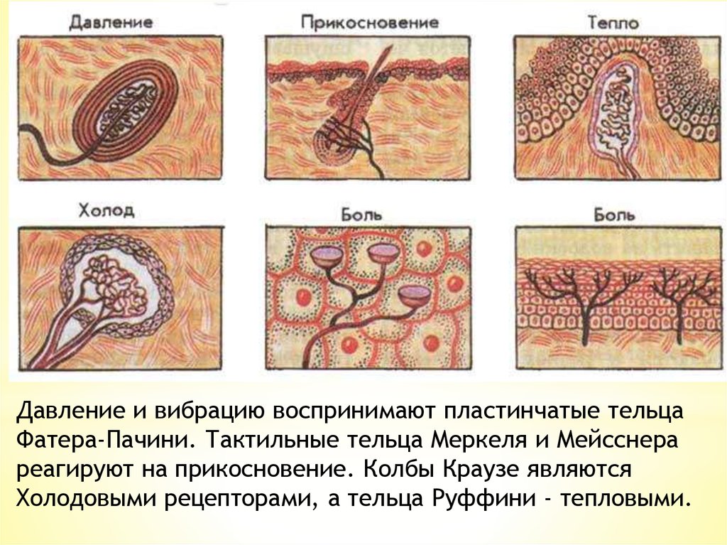 Рецепторы кожи рисунок