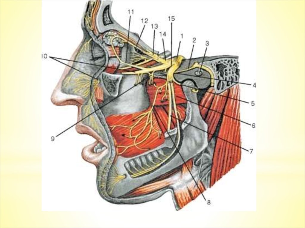 Полость нерв. Тройничный нерв в нижней челюсти. 5 Пара тройничный нерв анатомия. Ушно височный нерв. Нижнечелюстной тройничный нерв.