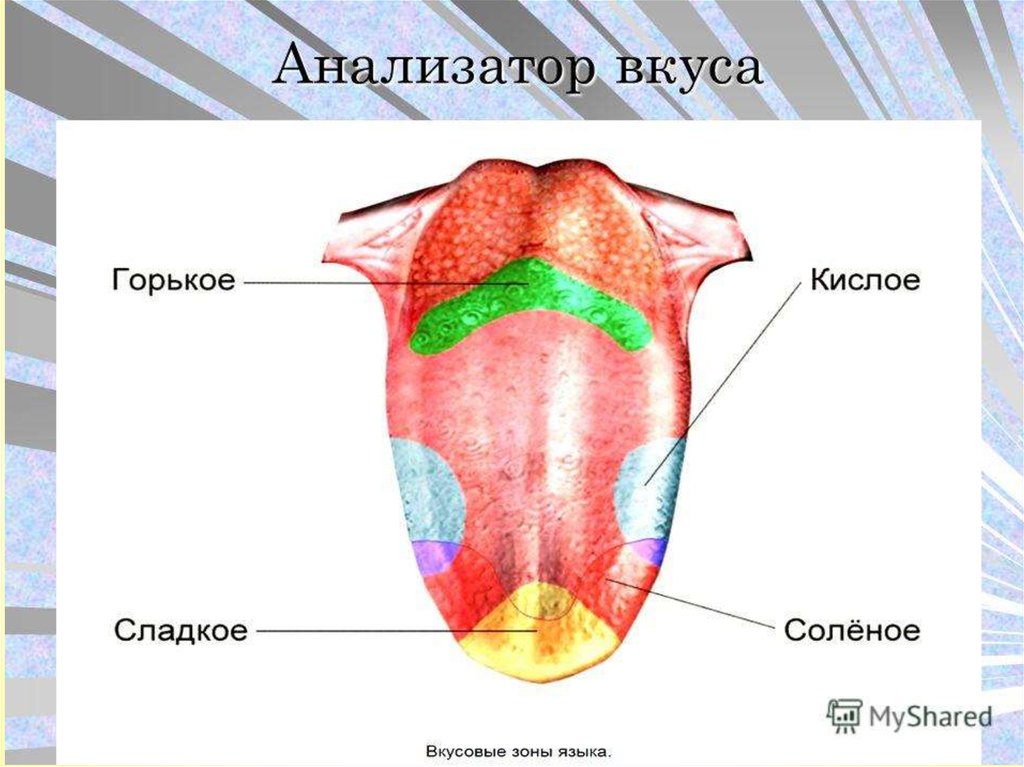 Язык вкусы схема