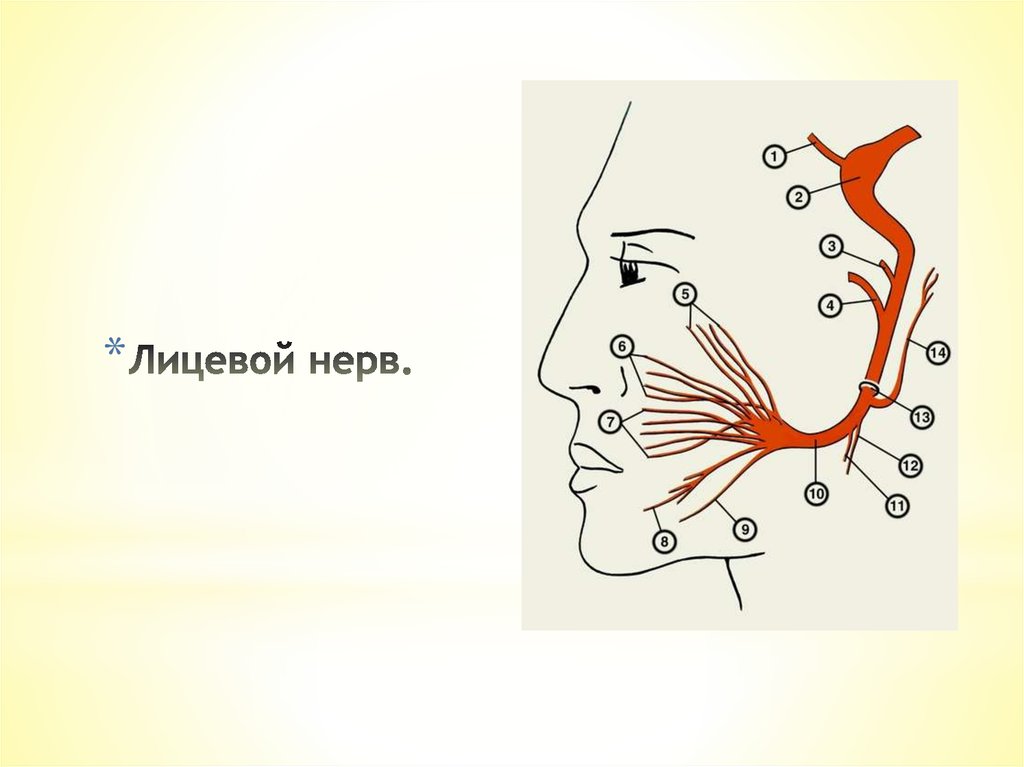 Лицевые нервы человека. Лицевой нерв. Схема лицевых нервов.