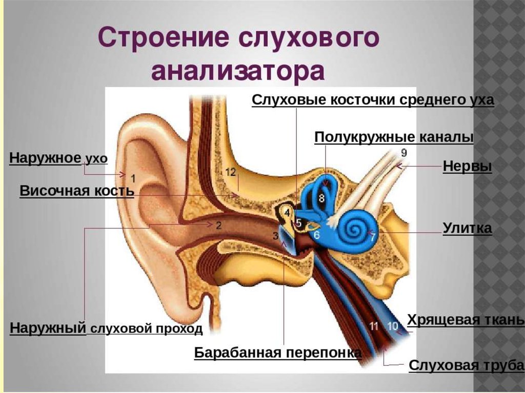 Анатомические отделы слухового анализатора. Назовите основные отделы слухового анализатора. Строение слухового анализатора наружное среднее внутреннее ухо. Строение слухового анализатора 8 класс. Слуховой аппарат строение анатомия.