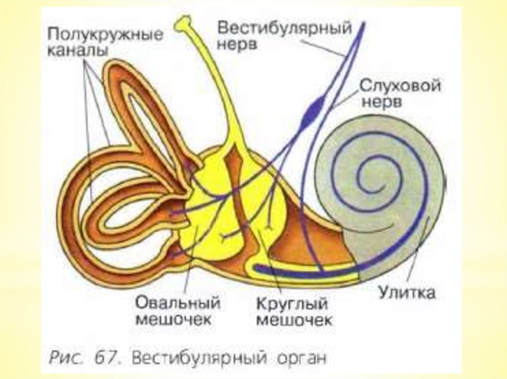 Улитка относится к органу. Вестибулярный анализатор внутреннее ухо. Вестибулярный анализатор строение мешочки полукружные каналы. Внутреннее ухо вестибулярный анализатор анатомия. Вестибулярный аппарат (анализатор равновесия).