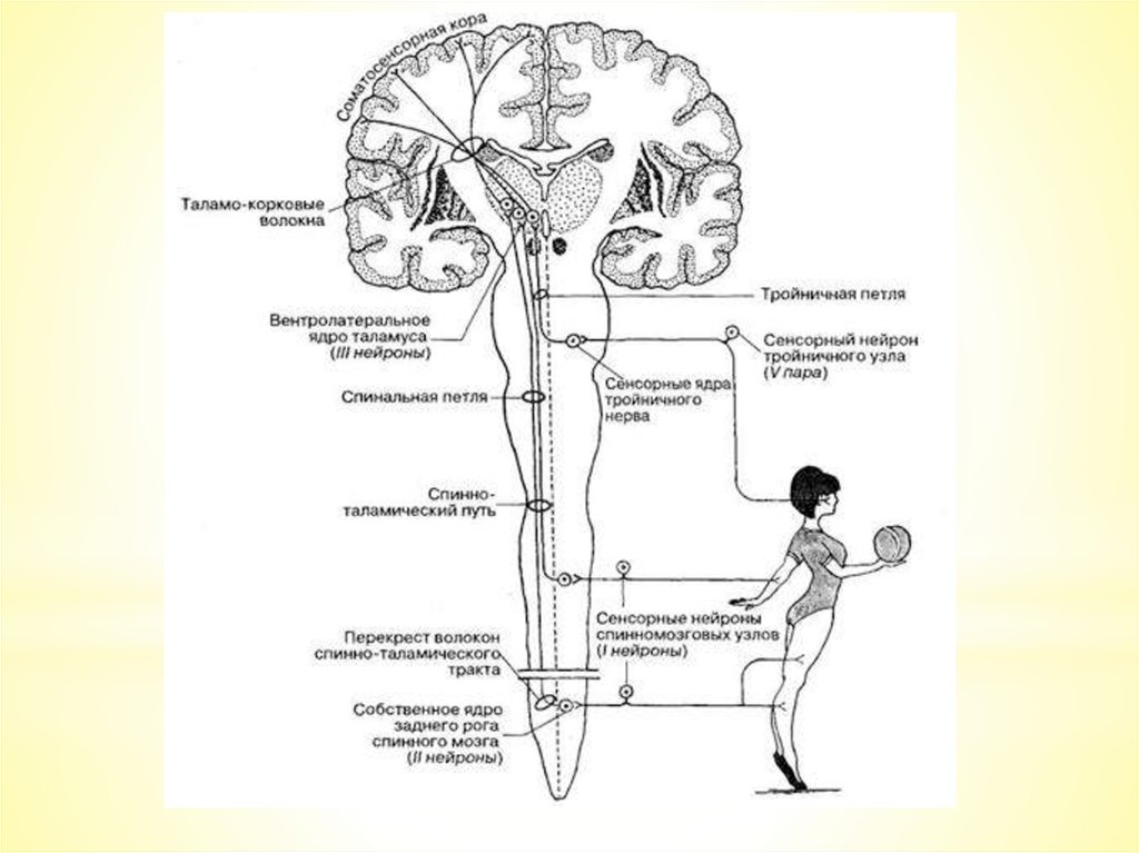 Корково мозговая. Проводящие пути тактильной чувствительности схема. Схему строения сенсорной системы проприоцептивной чувствительности. Проприоцептивный анализатор схема. Проводящий путь осязательного анализатора.