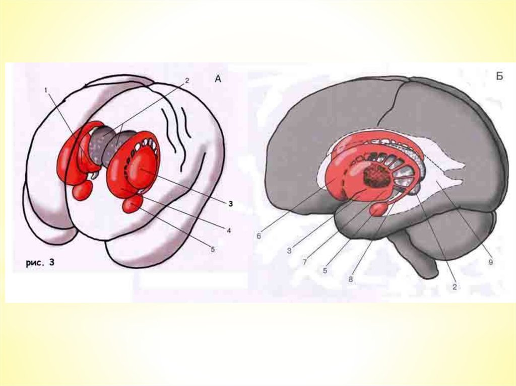 Схема базальных ядер головного мозга