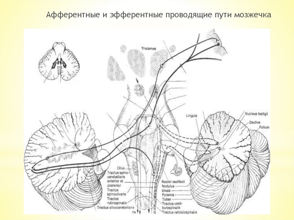 Афферентные и эфферентные пути. Эфферентные проводящие пути мозжечка. Афферентные нисходящие пути мозжечка. Афферентные пути мозжечка схема. Схема основных межнейронных связей мозжечка.