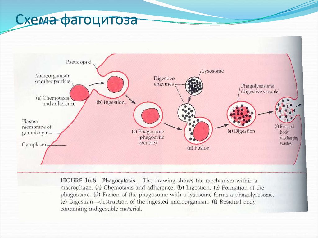 Активность макрофагов. Процесс фагоцитоза схема. Этапы фагоцитоза схема. Схема механизма образования иммунитета клеточный фагоцитоз. Схема фагоцитоза микробиология.