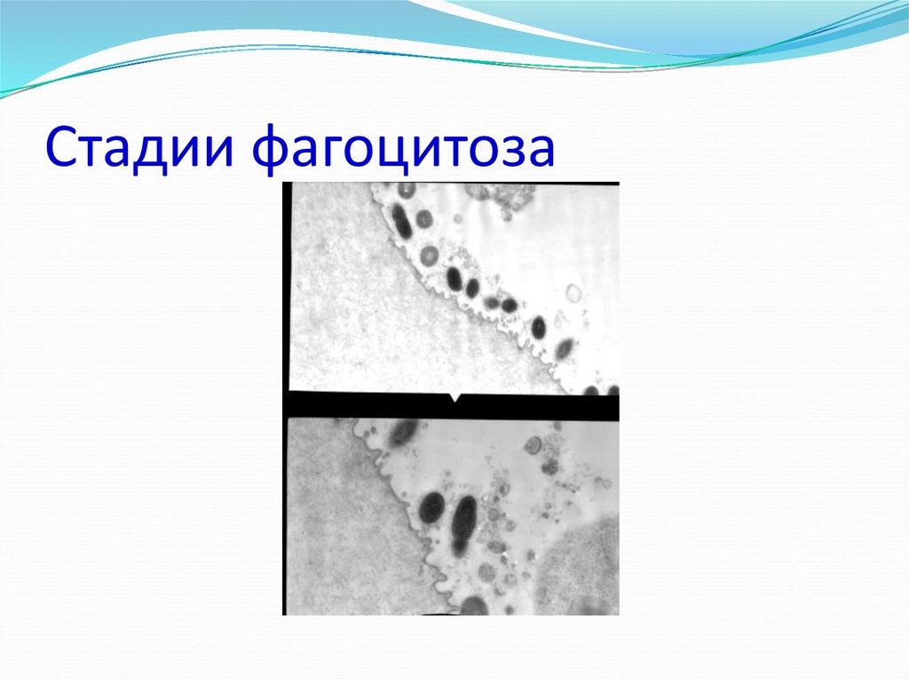 Кто открыл фагоцитоз