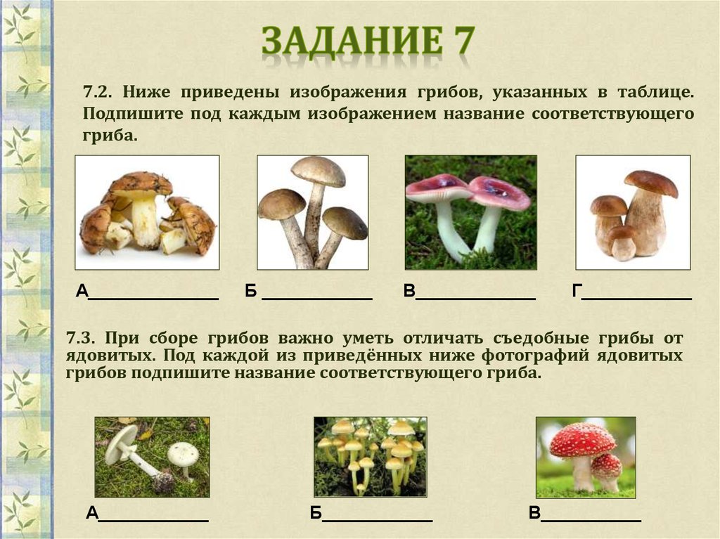 Какое основание позволило разделить грибы на группы. Задания по грибам. Интересные задания про грибы. Ниже приведены изображения грибов. Таблица съедобных грибовтзадание.