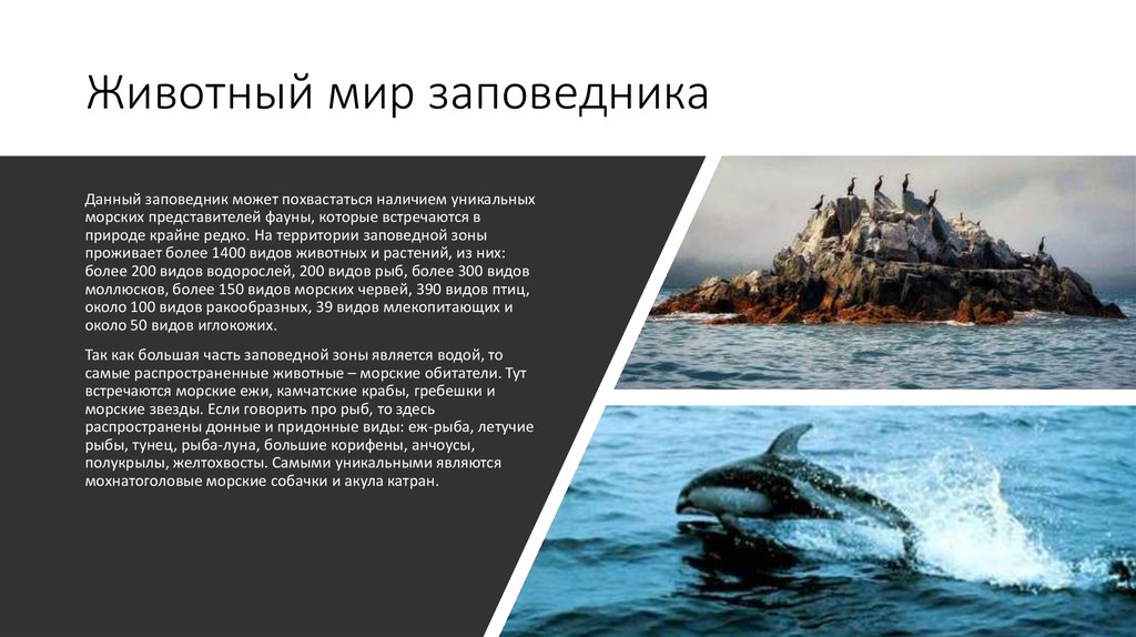 Дальневосточный морской заповедник презентация 4 класс