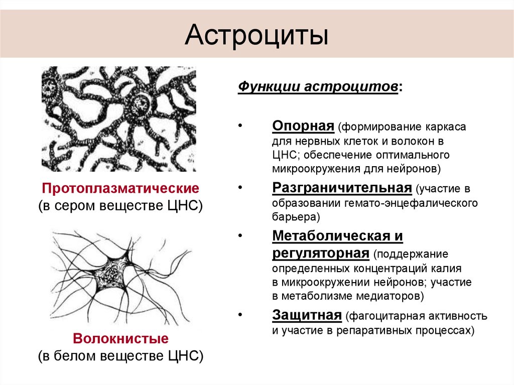 Функции астроцитов. Плазматические астроциты строение. Фиброзные астроциты функции. Астроцитарная глия строение. Астроциты функции в нервной ткани.