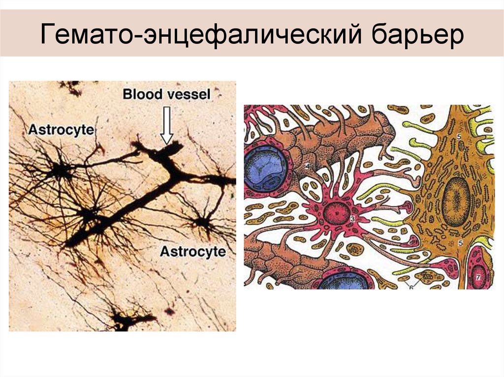 Презентация нервные ткани