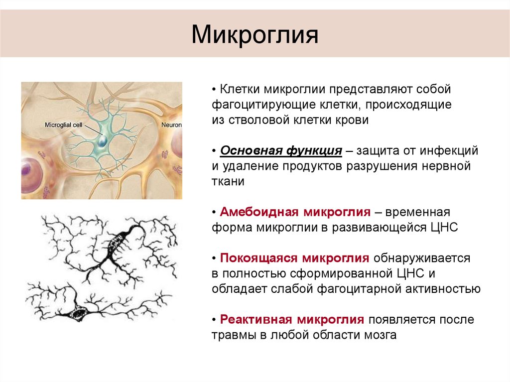 Какая ткань организма человека содержит глиальные клетки. Клетки нейроглии гистология. Функции макроглии и микроглии. Источник происхождения и функции микроглии.. Клетки микроглии функции.
