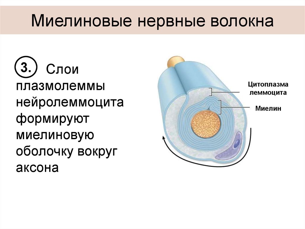 Миелиновая оболочка нервных волокон. Миелиновый слой нервного волокна. Мякотные миелиновые волокна поперечный разрез. Мякотные волокна в поперечном разрезе.