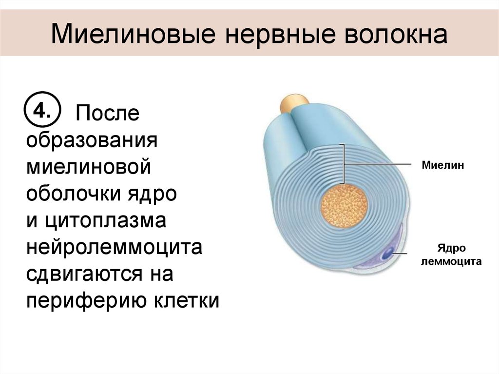 Образуют волокна. Оболочки миелиновых волокон. Миелиновые волокна функции. Миелиновая оболочка. Миелиновые клетки.