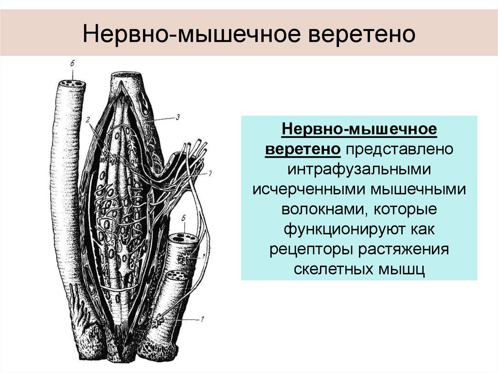 Нервные мышцы. Нейро мышечное Веретено. Строение нервно-мышечного веретена. Интрафузальные волокна нервно мышечных веретен. Нервно сухожильные веретена гистология.