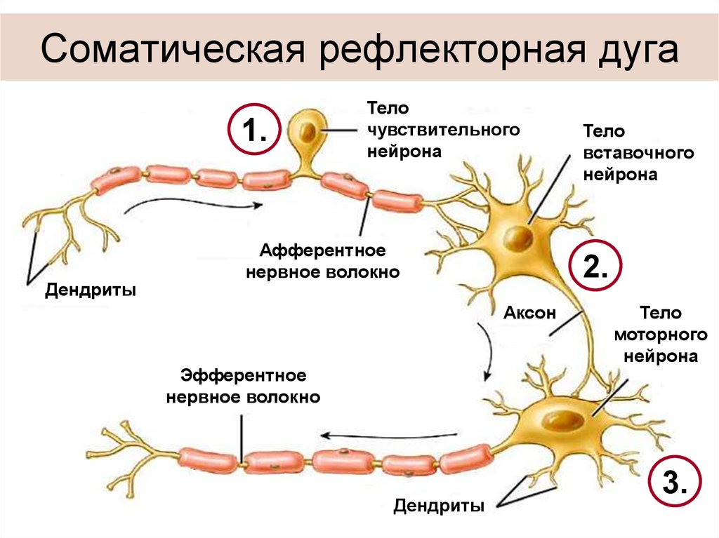 Аксон рефлекс. Строение рефлекторной дуги. Строение нейрона. Строение нейрона тело Аксон дендрит. Тело чувствительного нейрона рефлекторной дуги. Аксон второго вставочного нейрона.