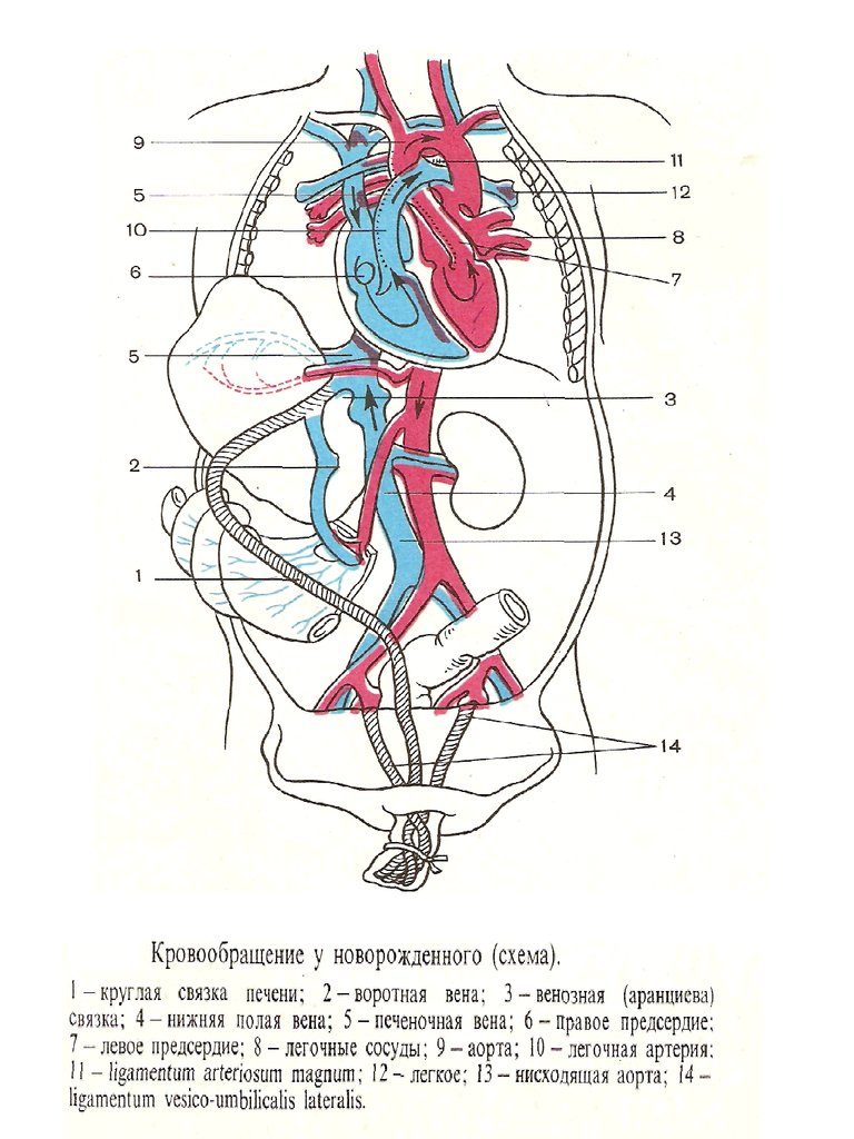 Кровообращение новорожденного схема