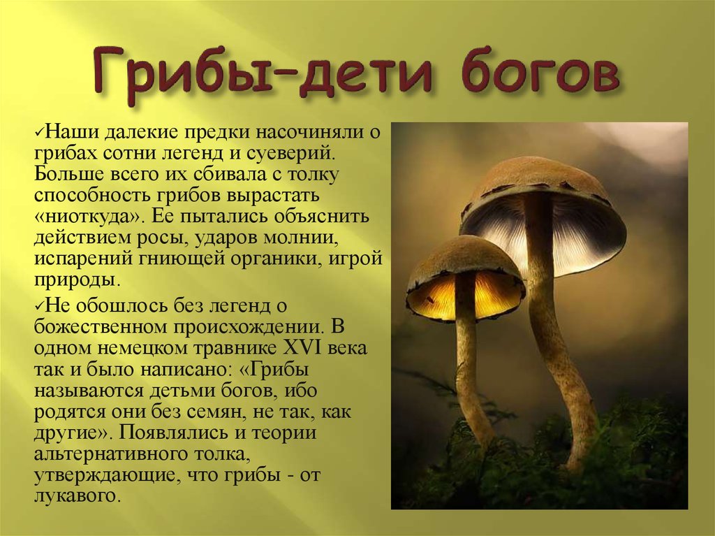 Информация про грибы. Доклад про грибы. Мифы о грибах. Интересно о грибах. Интересные мифы о грибах.