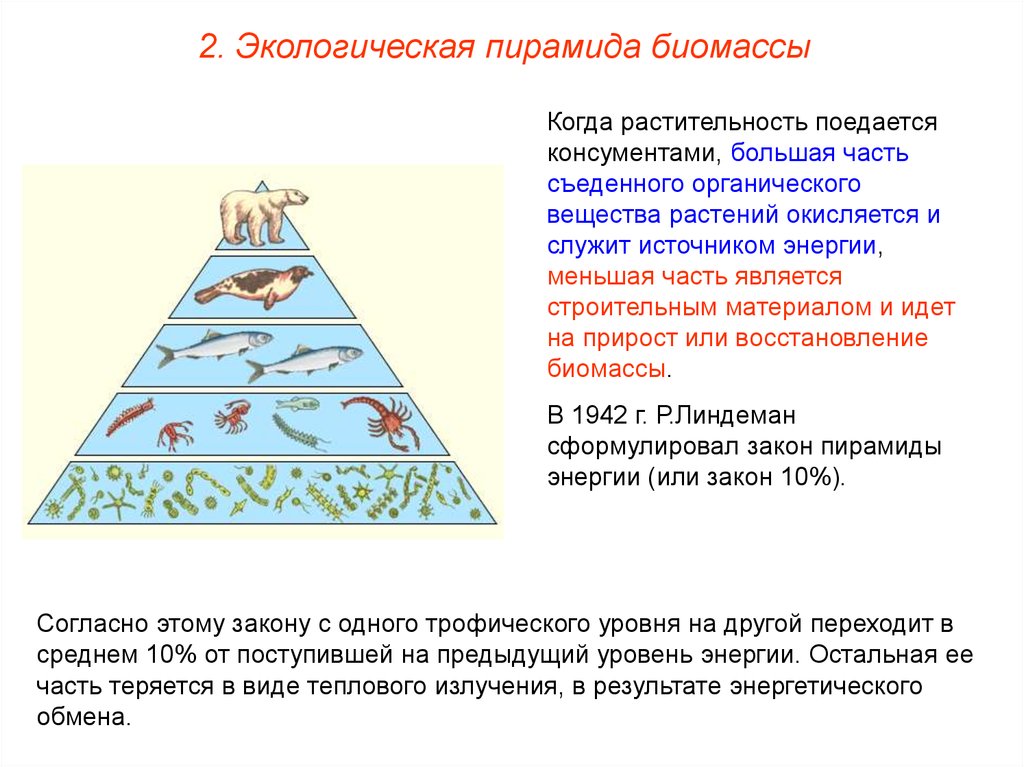 Пирамиды биология 11 класс. Экологические пирамиды пирамида биомасс. Пирамиды численности и биомассы это в биологии. Пирамида биомасс пирамида чисел пирамида энергии. Экологическая пирамида биомассы Перевернутая.