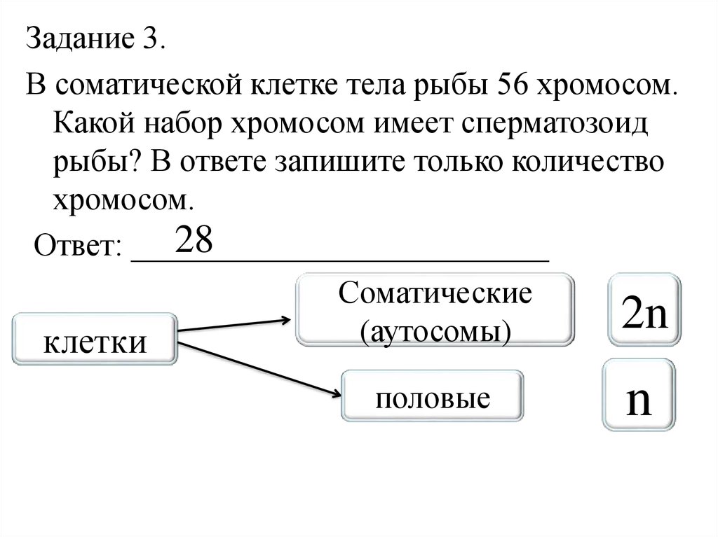 Сколько хромосом содержится в соматических. Соматическая клетка набор хромосом. Набор хромосом сперматозоида рыбы. Какой набор хромосом в соматических клетках. Набор хромосом соматической клетки организма:.