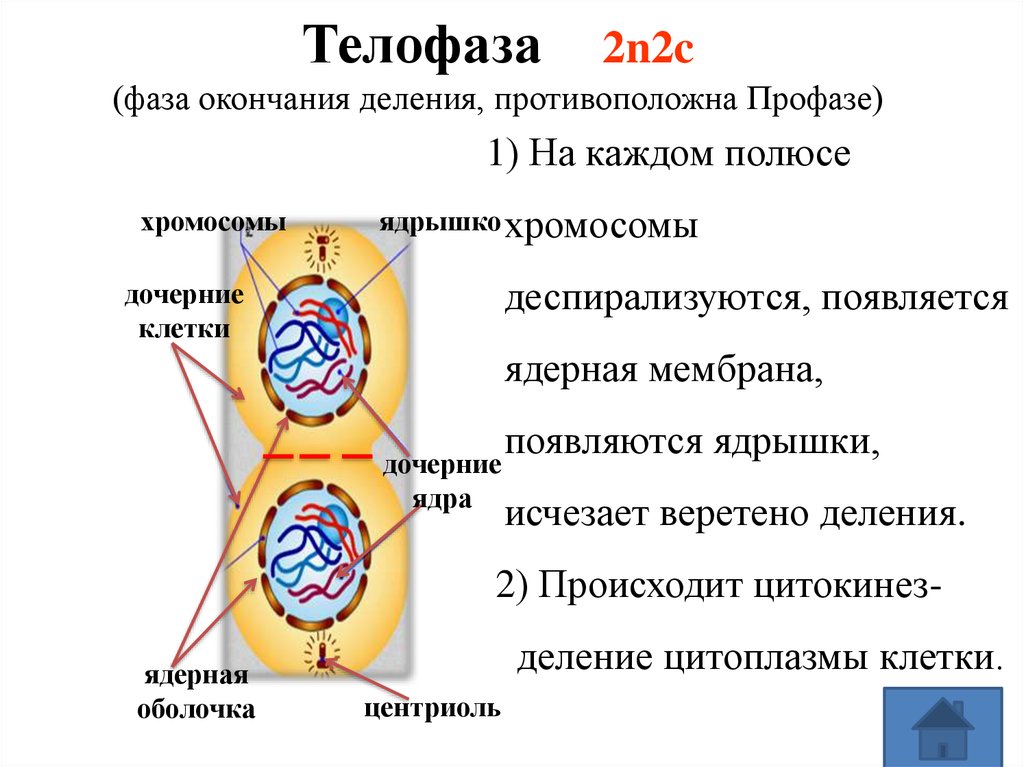 Телофаза 2n2c рисунок