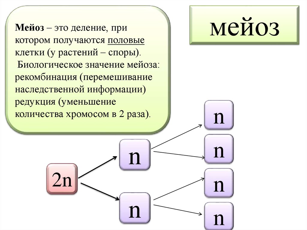 Признаки деления мейоза. Мейоз стадии биологическая роль. Биологическое строение мейоза. Биологическое значение мейоза. Мейоз и его биологическое значение.