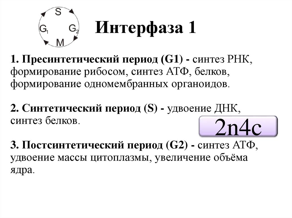 Конце интерфазы