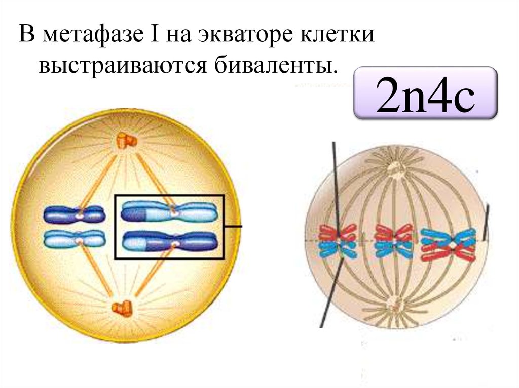 Экватор клетки. Биваленты в мейозе это. Биваленты в мейозе 1. Биваленты хромосом. Метафаза 1.