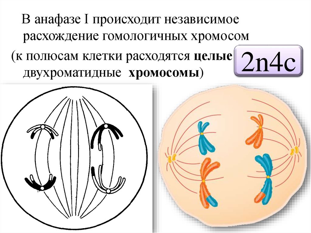 Хромосомы расходятся к полюсам клетки. Независимое расхождение гомологичных хромосом в анафазе мейоза 1. Профаза однохроматидные хромосомы. В анафазе расходятся к полюсам клетки гомологичные хромосомы. Независимое расхождение хромосом в анафазе 1.