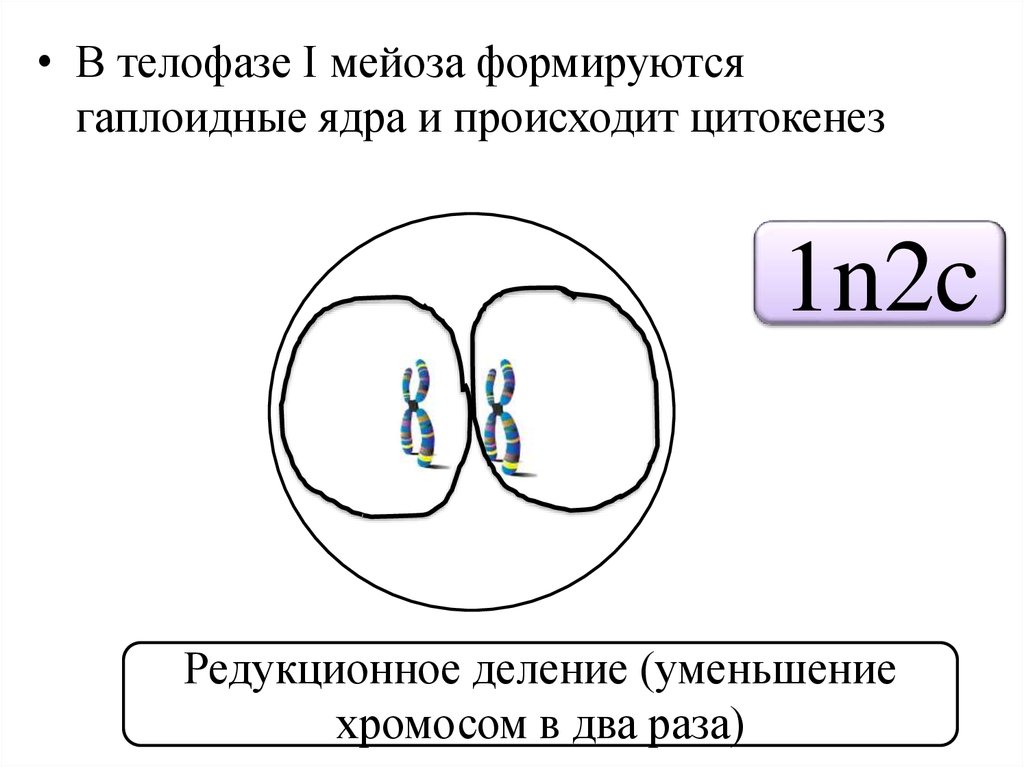 Каким номером на рисунке обозначена фаза. Мейоз образование двух гаплоидных ядер. Редукционное деление ядер. Гаплоидные ядра мейоза. Что происходит в телофазе мейоза 1.